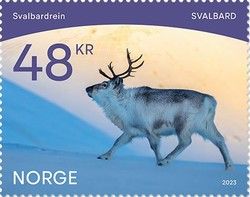Reindeer (Rangifer tarandus)