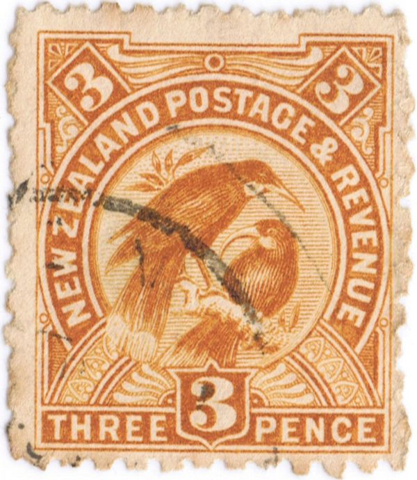 Huia (Heteralocha acutirostris) (1898)