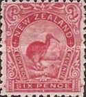 Brown Kiwi (Apteryx australis) (1900)