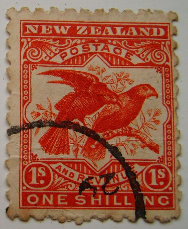 Kaka (Nestor meridionalis) and Kea (Nestor notabilis)