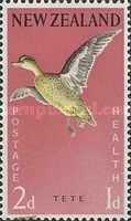 Grey Teal (Anas gracilis)