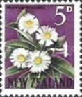 Mountain Daisy (Celmisia coriacea)