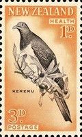 New Zealand Pigeon (Hemiphaga novaeseelandiae)
