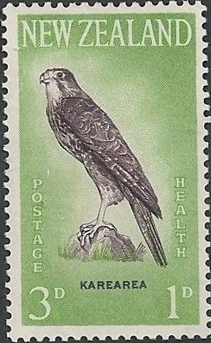 New Zealand Falcon (Falco novaeseelandiae)