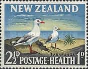 Silver Gull (Chroicocephalus novaehollandiae)