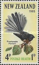 New Zealand Fantail (Rhipidura fuliginosa)