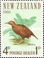 Weka (Gallirallus australis)