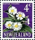 Mountain Daisy (Celmisia coriacea)