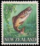 Brown Trout (Salmo trutta)