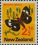 Magpie Moth (Nyctemera annulata)