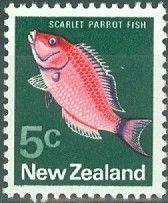 Scarlet Parrot Fish (Pseudolabrus miles)
