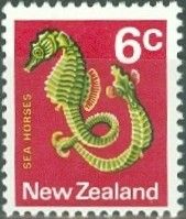 Pot-bellied Seahorse (Hippocampus abdominalis)
