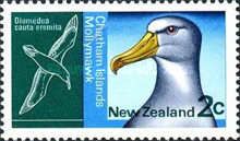 Chatham Island Mollymawk (Diomedea cauta eremita)