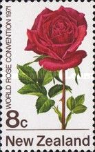 Chrysler Rose