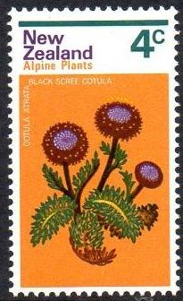 Black Scree Cotula (Cotula atrata)