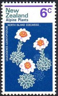 North Island Edelweiss (Leucogenes leontopodium)