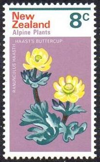 Haast's Buttercup (Ranunculus haastii)