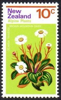 Browm Mountain Daisy (Celmisia traversii)