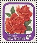 Rose "Super Star"