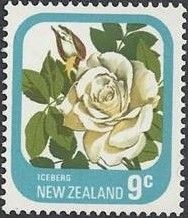Rose "Iceberg"