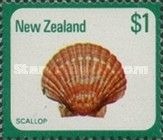 New Zealand Scallop (Pecten novaezealandiae)