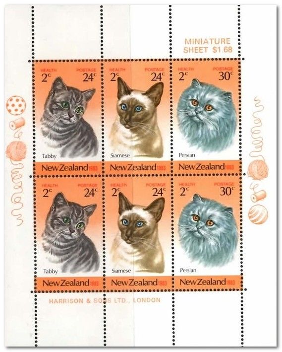 Tabby Shorthair (Felis silvestris catus) 24c +2c
