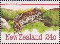 Stephens Island Frog (Leiopelma hamiltoni)
