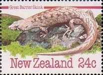 Great Barrier Skink (Oligosoma homalonotum)