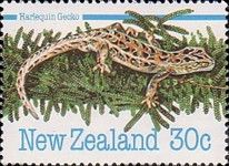 Harlequin Gecko (Tukutuku rakiurae)