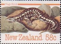 Otago Skink (Oligosoma otagense)