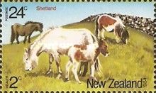 Health - Shetland Pony 24c + 2c
