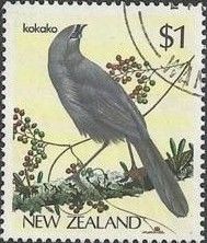 North Island Kokako (Callaeas wilsoni)
