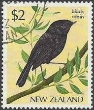 Black Robin (Petroica traversi)