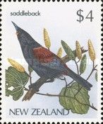 North Island Saddleback (Philesturnus rufusater)