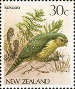 Kakapo (Strigops habroptilus)