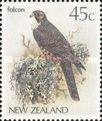 New Zealand Falcon (Falco novaeseelandiae)