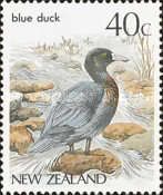 Blue Duck (Hymenolaimus malacorhynchos)