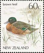 Brown Teal (Anas chlorotis)