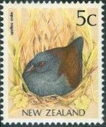 South Island Takahe (Porphyrio hochstetteri )