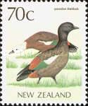 Paradise Shelduck (Tadorna variegata)