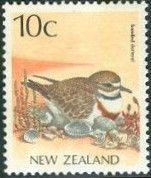 Banded Dotterel (Charadrius bicinctus)