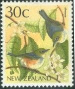 Silvereye (Zosterops lateralis)