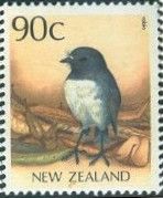 New Zealand Robin (Petroica australis)
