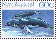 Humpback Whale (Megaptera novaeangliae)