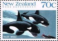 Killer Whale (Orcinus orca)