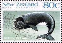 Southern Right Whale (Eubalaena australis)