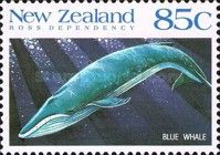 Blue Whale (Balaenoptera musculus)