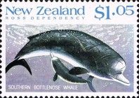 Southern Bottlenose Whale (Hyperoodon planifrons)