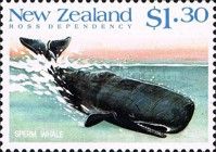 Sperm Whale (Physeter macrocephalus)