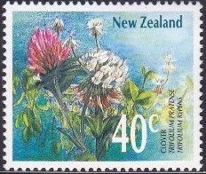 Clover (Trifolium pratense, repens)